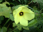 Mature Musk Okra plant growing in a home herb garden border under full sun.