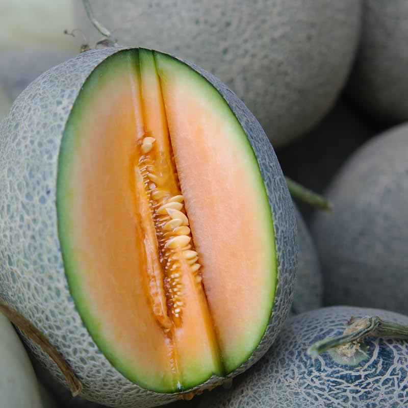 Small Muskmelon seedlings growing in peat pots in the fruit garden