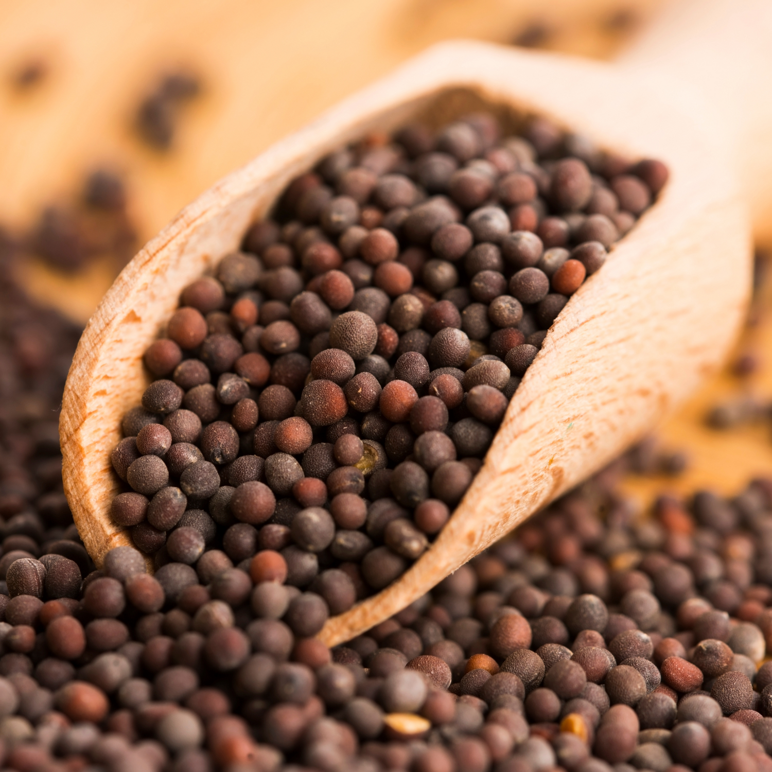 Florida Broadleaf Mustard Seeds