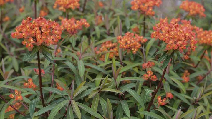Red Euphorbia Griffithii Flower Seeds for Planting - NON GMO Seeds Dhara Seeds
