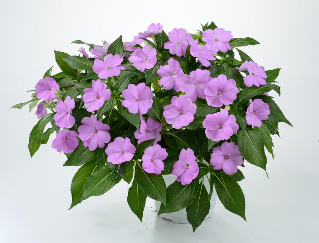New Guinea Impatiens Divine Blue Lavender Pearl flower seeds for partial shade blooms