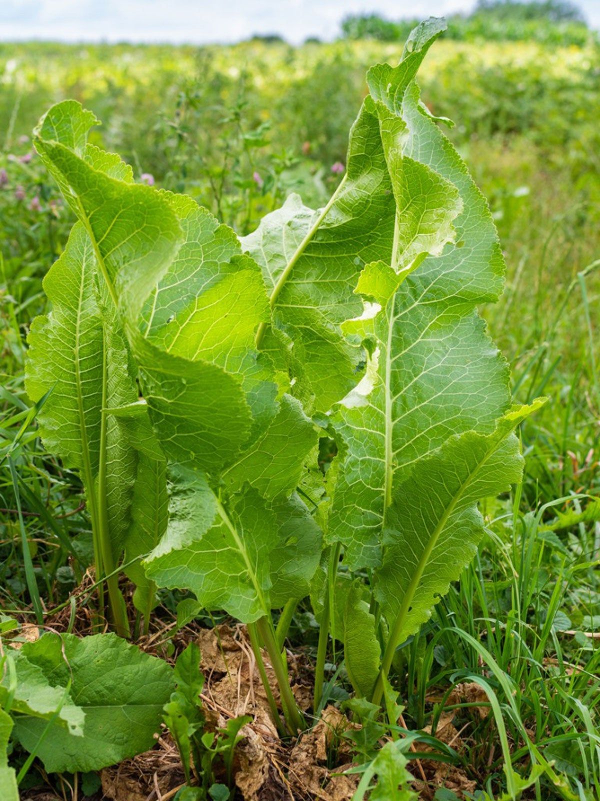 Amorica Big Top Horseradish