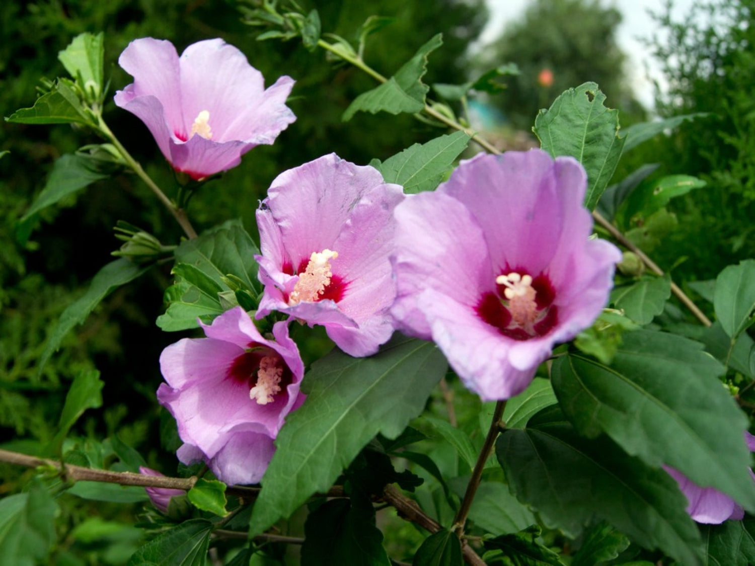 Rose of Sharon Hibiscus Syriacus Rosa Flowering Seeds For Planting in backyard garden or privacy borders