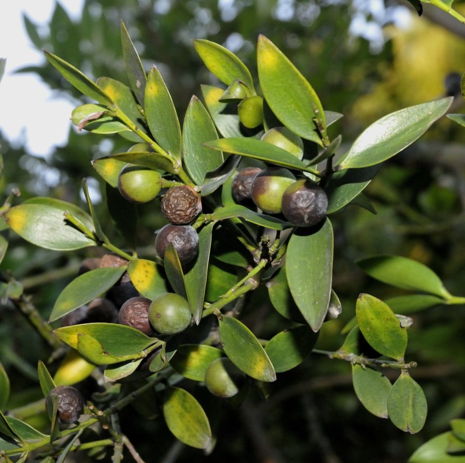 Nageia (Nageia nagi) Seeds