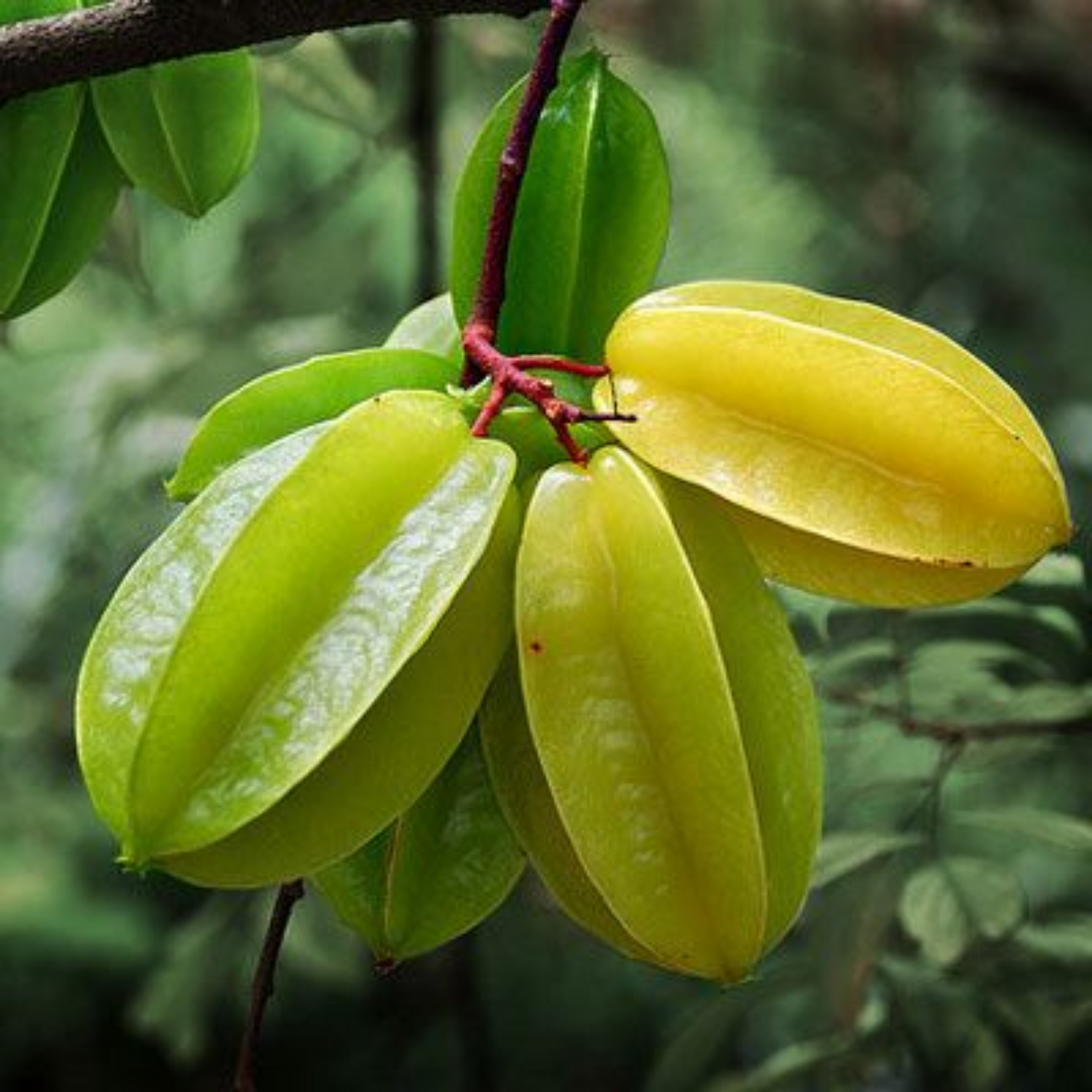 Starfruit – A Crisp, Star-Shaped Tropical Treat