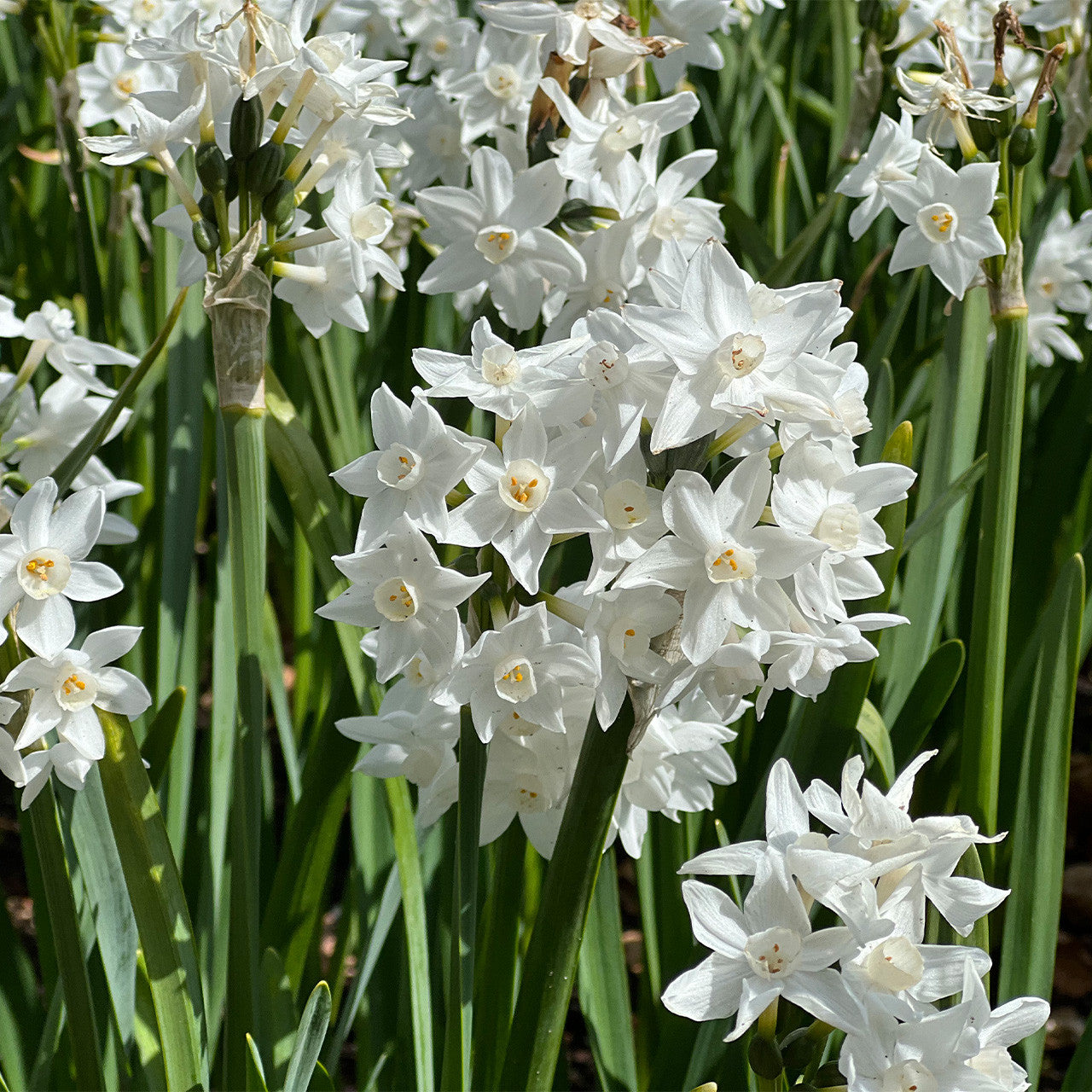 Narcissus Mammoth Paperwhite Seeds