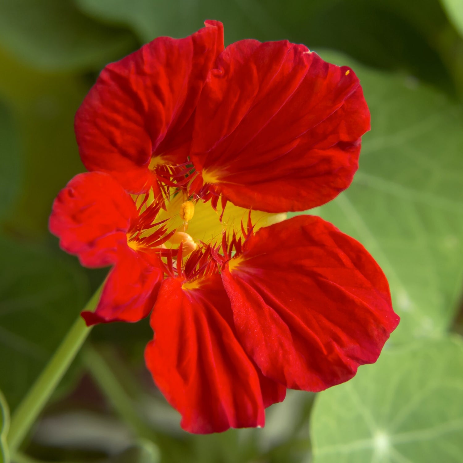 Scarlet Red Nasturtium Seeds – Vibrant Garden Climbing Flowers