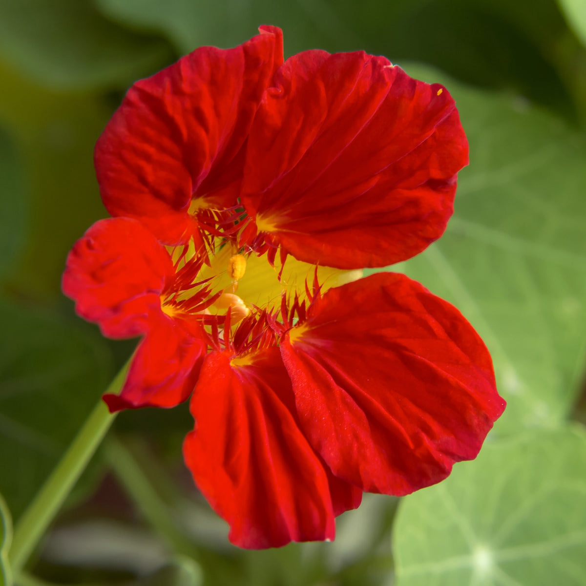 Nasturtium ‘Jewel Mix’ flower seeds – vibrant edible garden blooms