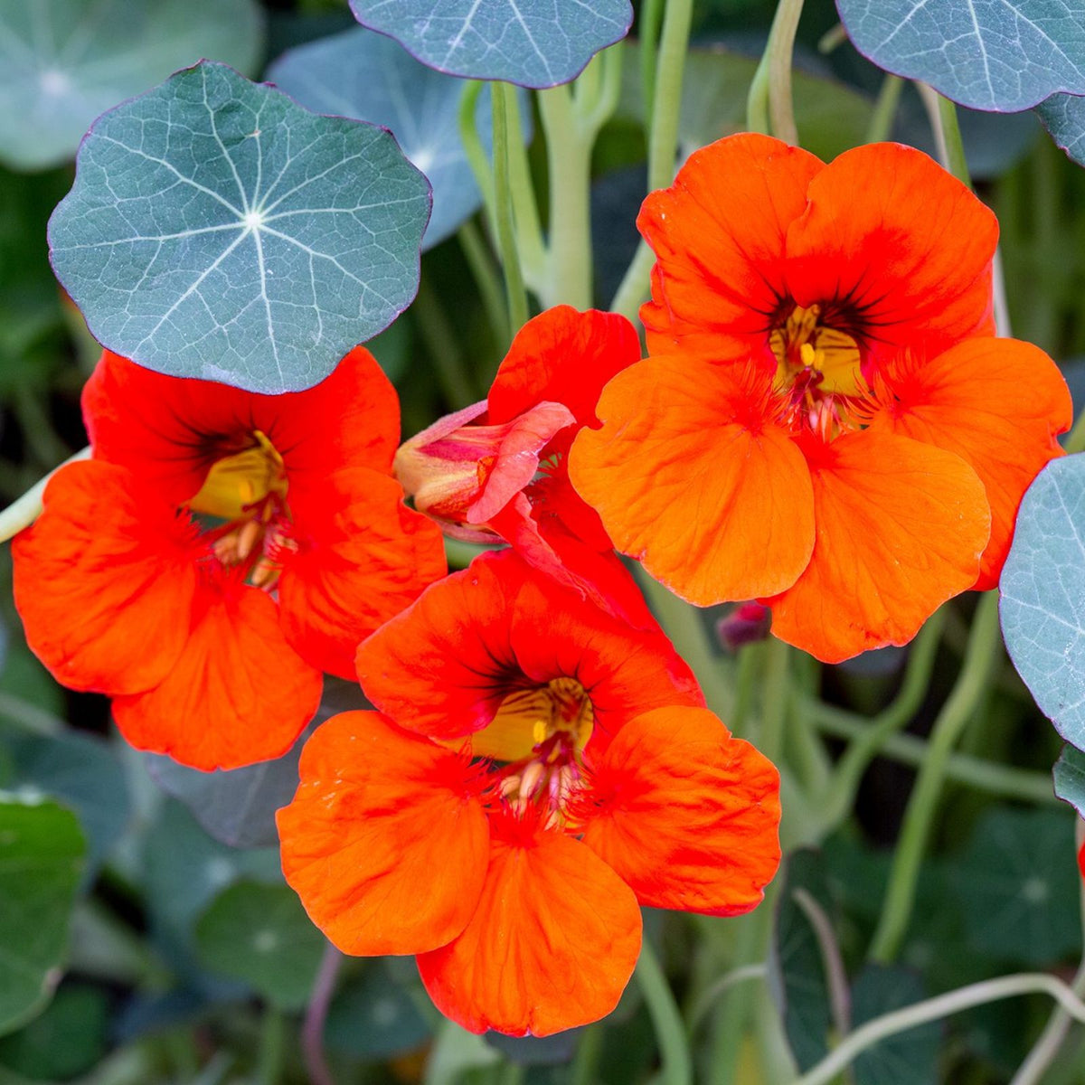 Wildflower Nasturtium Mix Seeds – colorful, low-maintenance blooms
