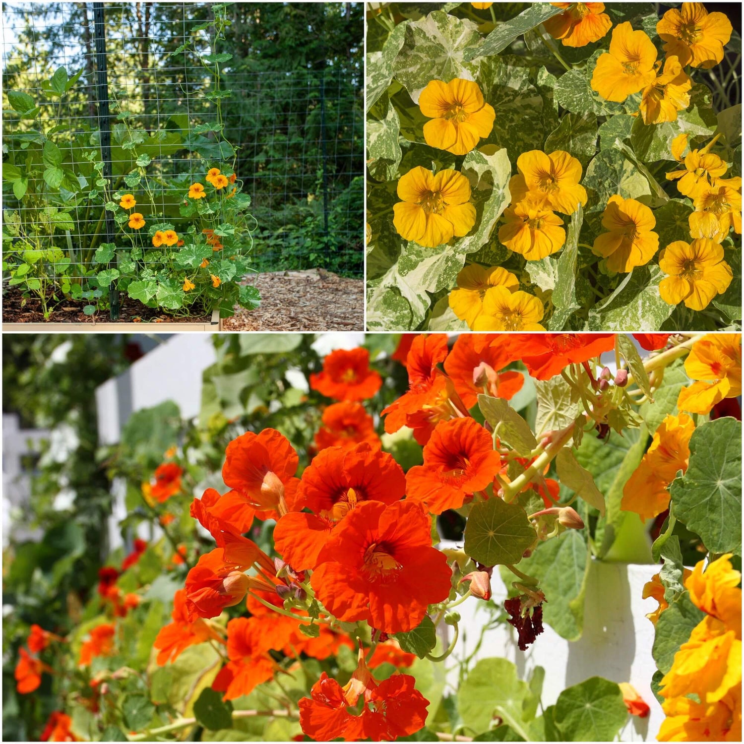 Tall Rollier Mix Nasturtium Flowers Seeds with Bold Color for Culinary Gardens