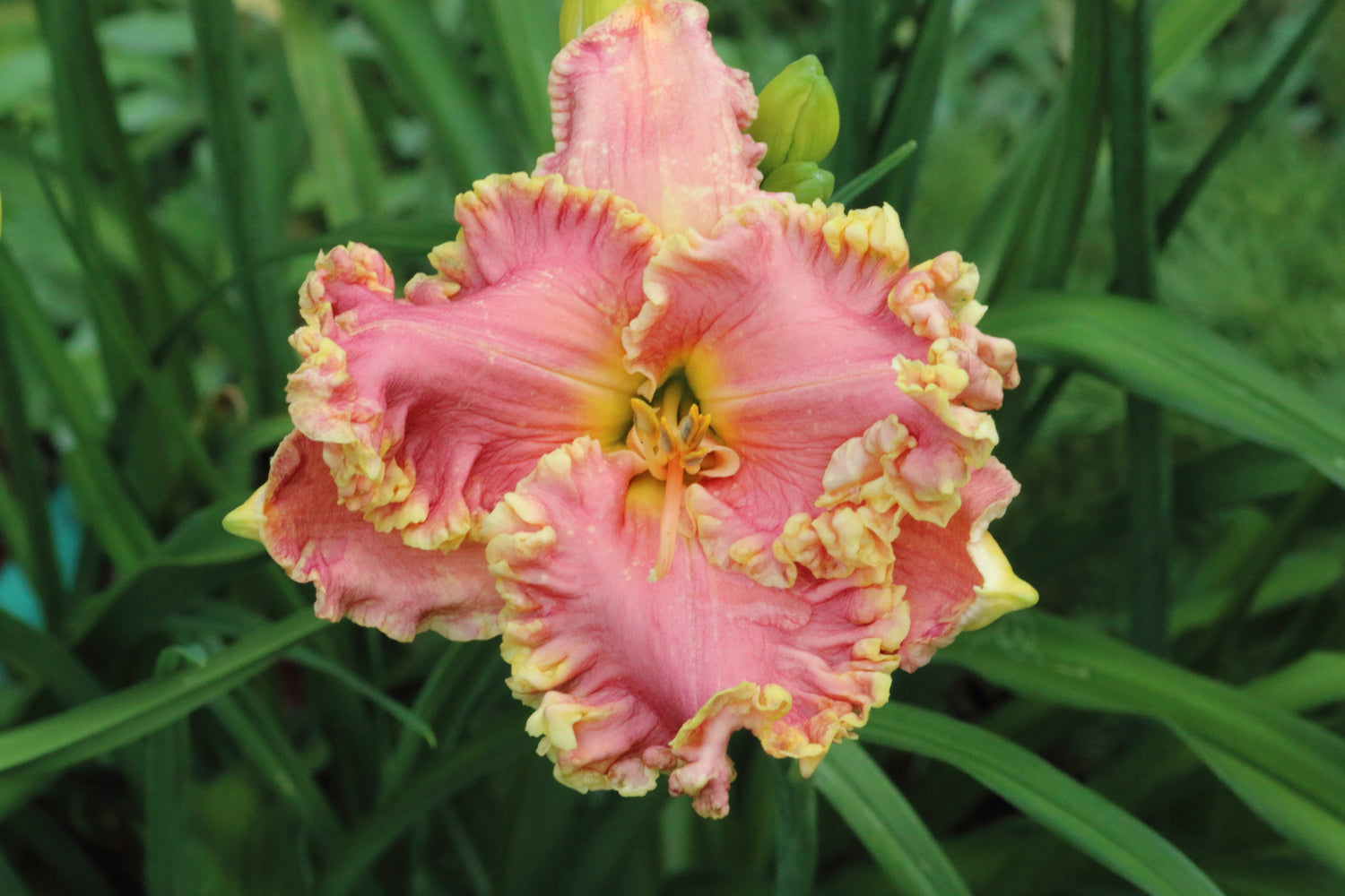 Hemerocallis Divas Choice