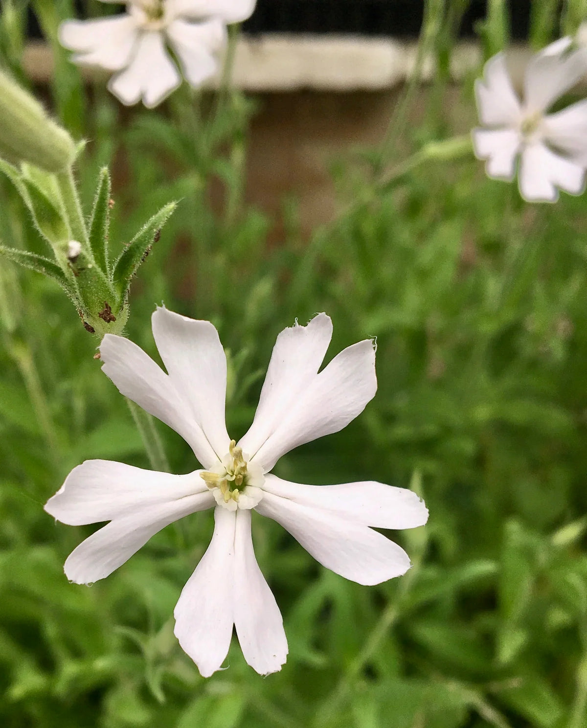 Silene capensis growing in a naturalistic garden setting, perennial herb