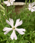 Silene capensis growing in a naturalistic garden setting, perennial herb