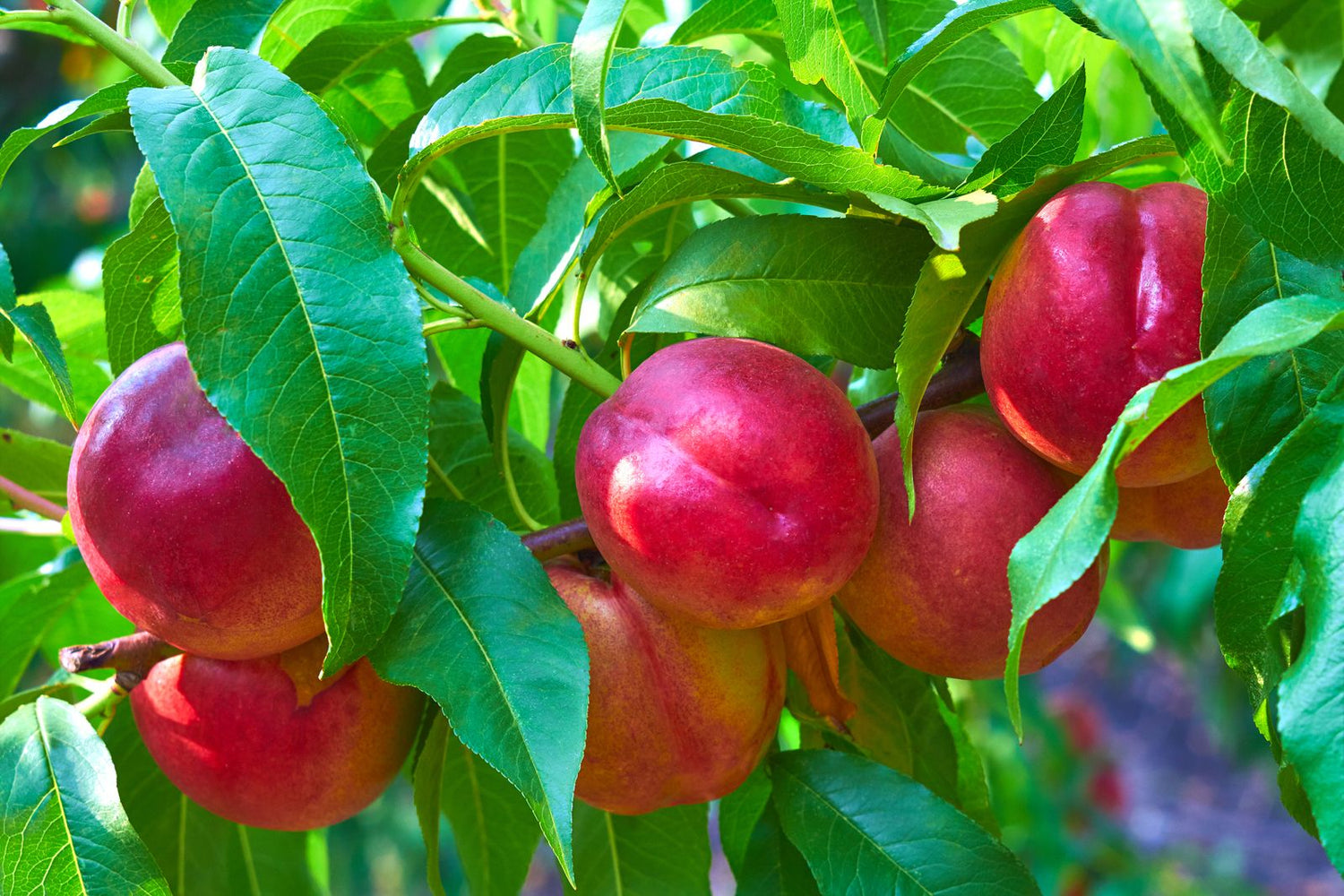 Nectarine (Prunus persica var. nucipersica) Seeds