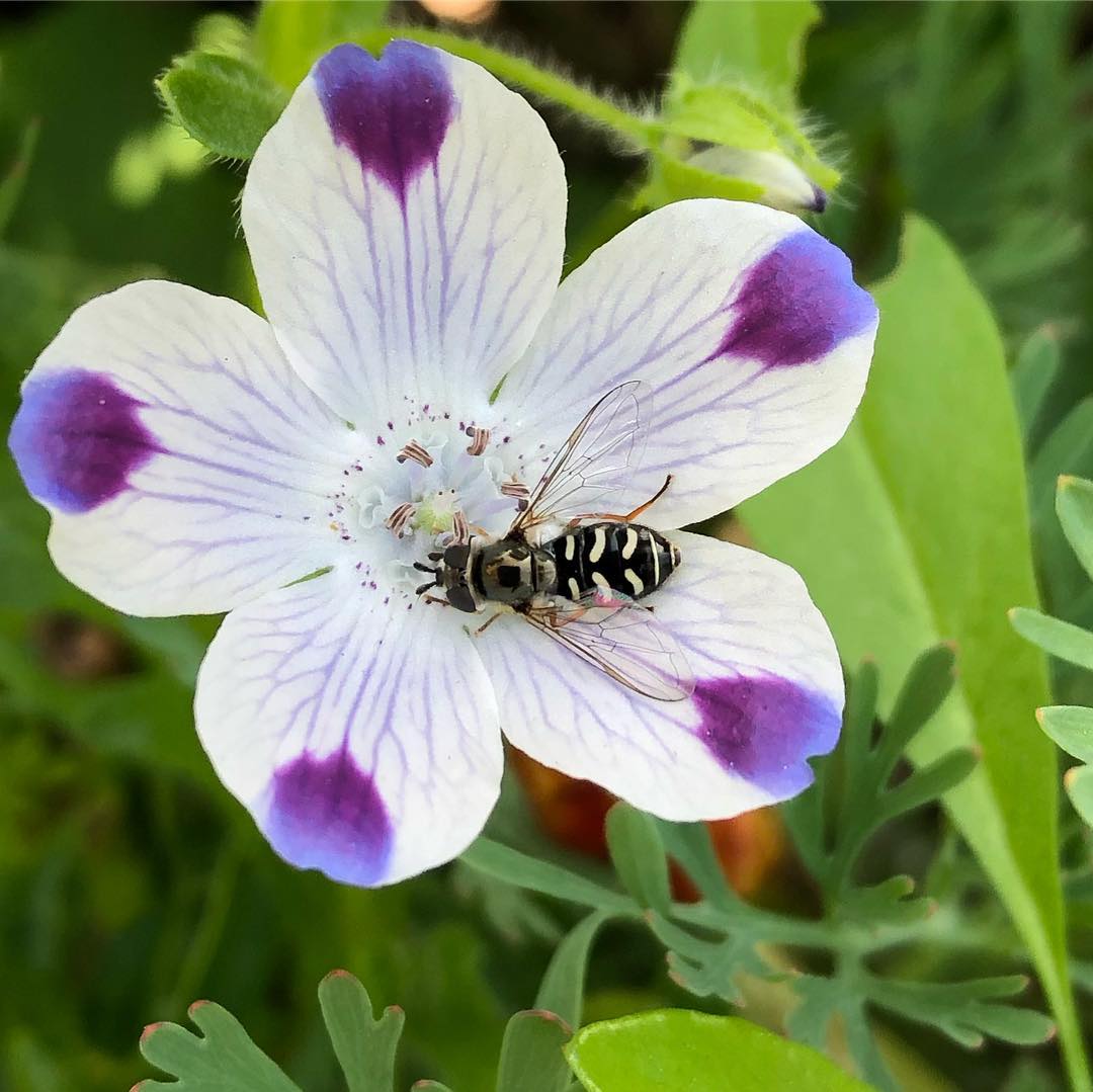 Five Spot Nemophila maculata Flowering Seeds For Planting in backyard garden beds or spring flower mixes