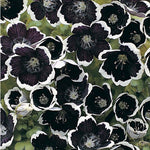Nemophila Menziesii Pennie Black Imported heirloom non-gmo organic garden seeds