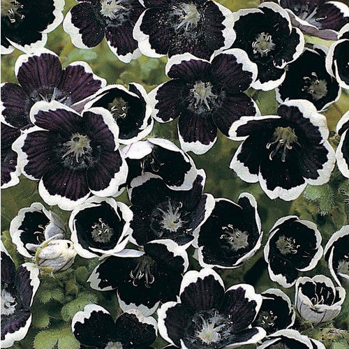Nemophila Menziesii Pennie Black Imported heirloom non-gmo organic garden seeds
