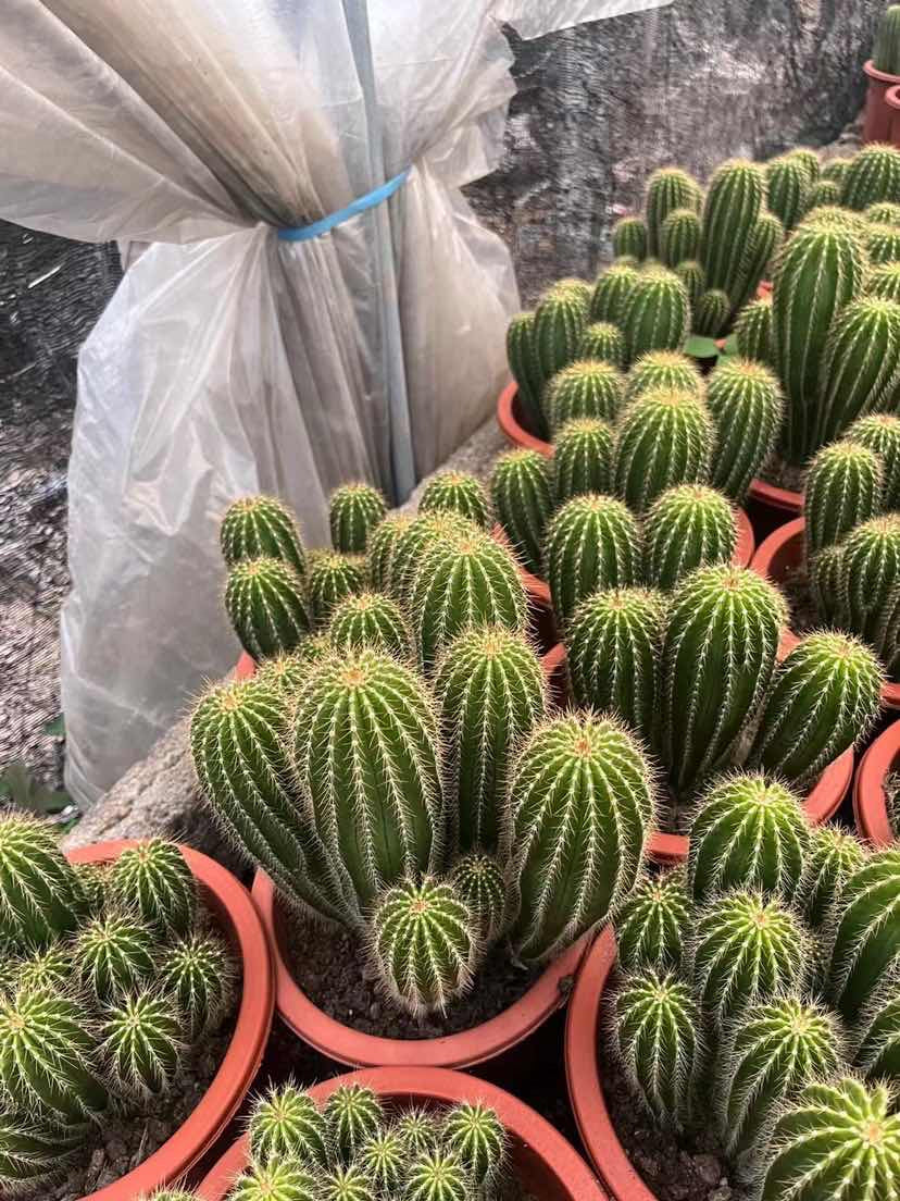 Green Neobuxbaumia Plant Seeds for Planting