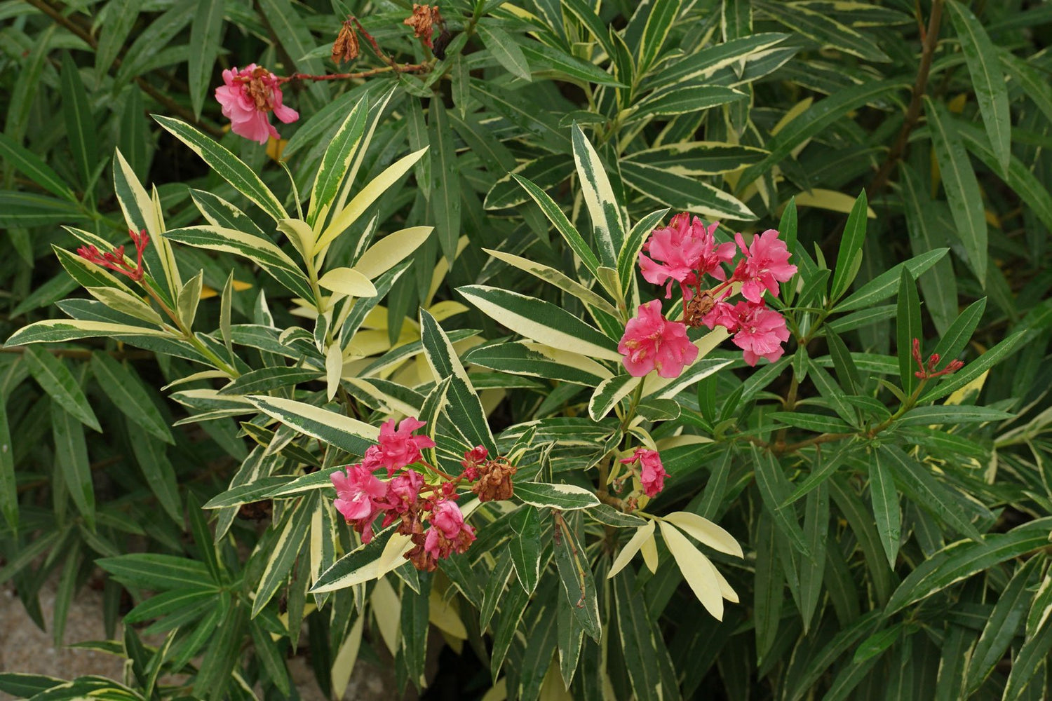 Nerium Oleander Seeds