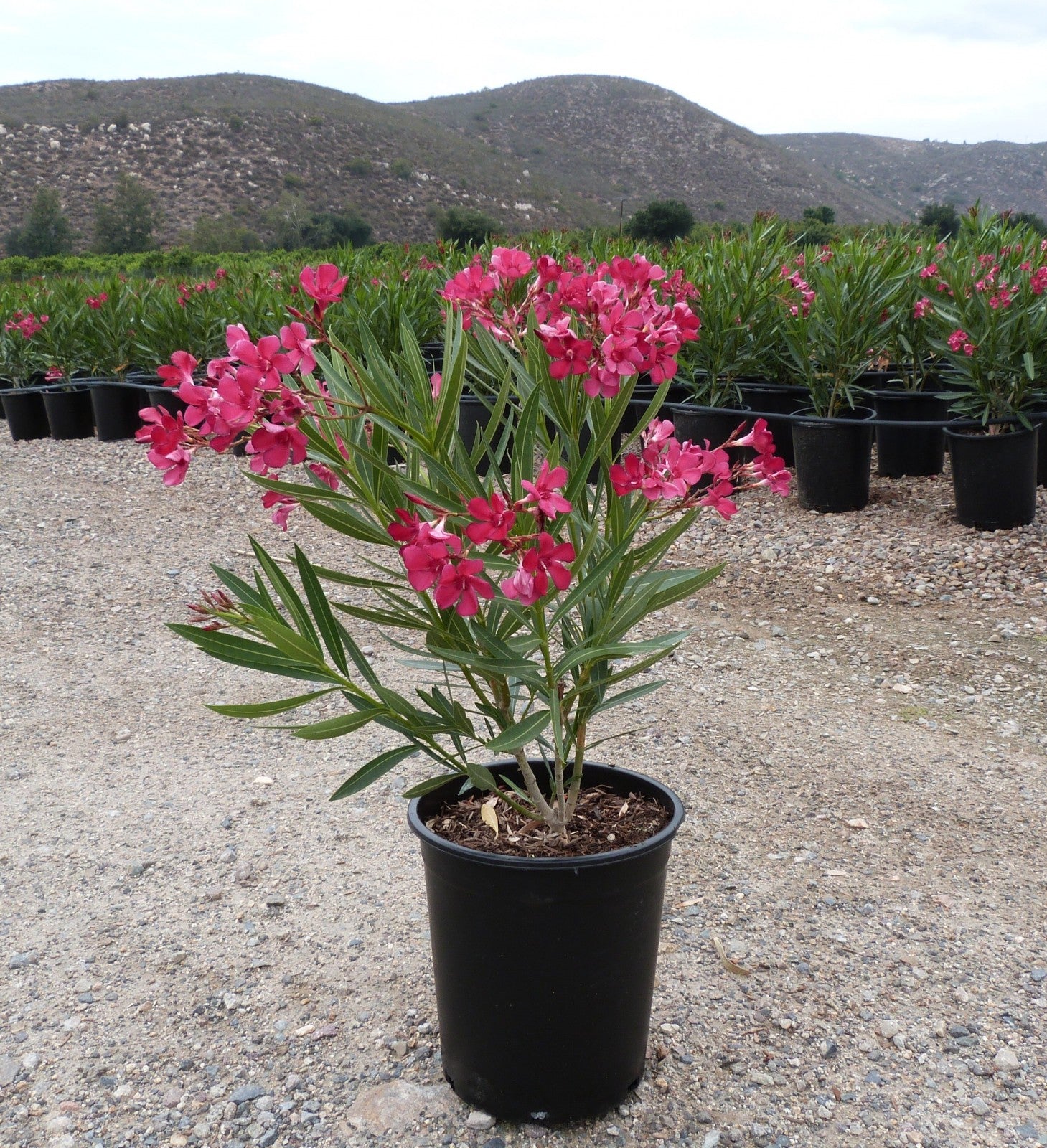 Nerium Oleander Seeds