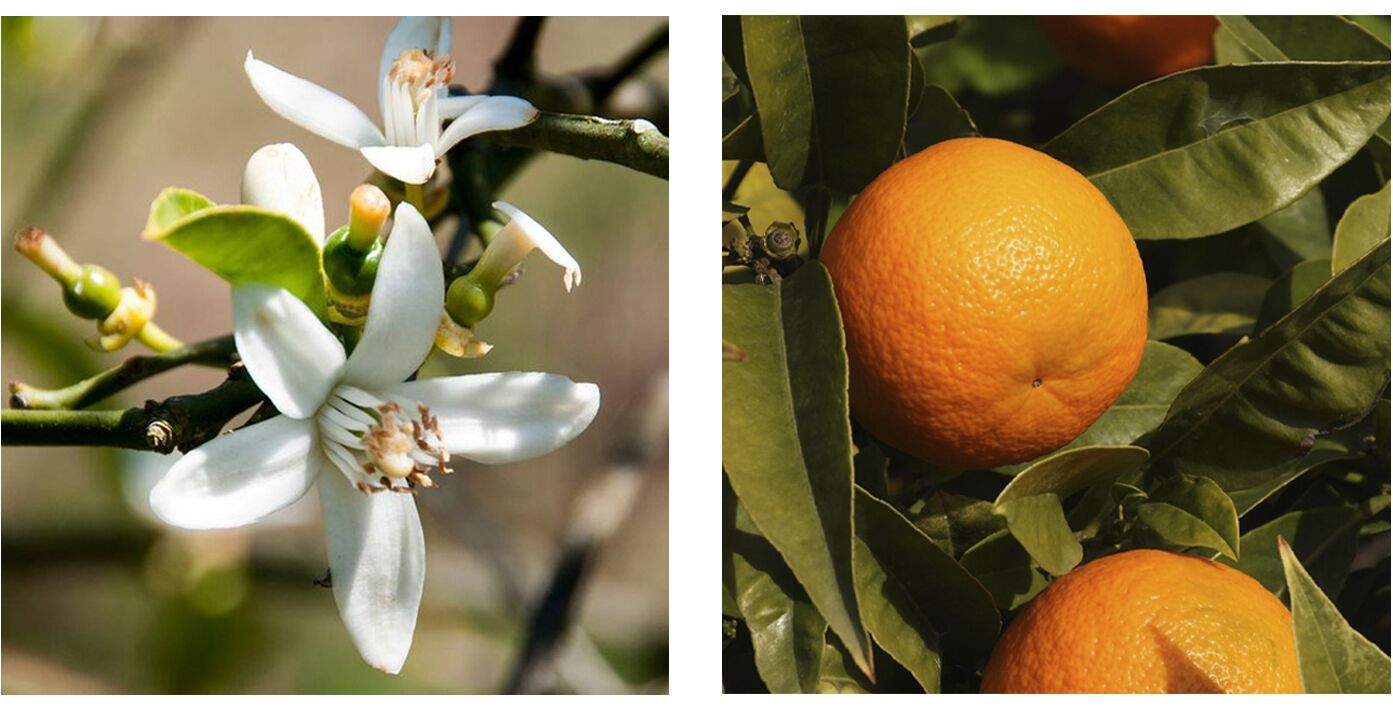 Neroli (Citrus aurantium) Seeds