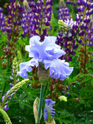 Nestucca Rapids Tall Bearded Iris