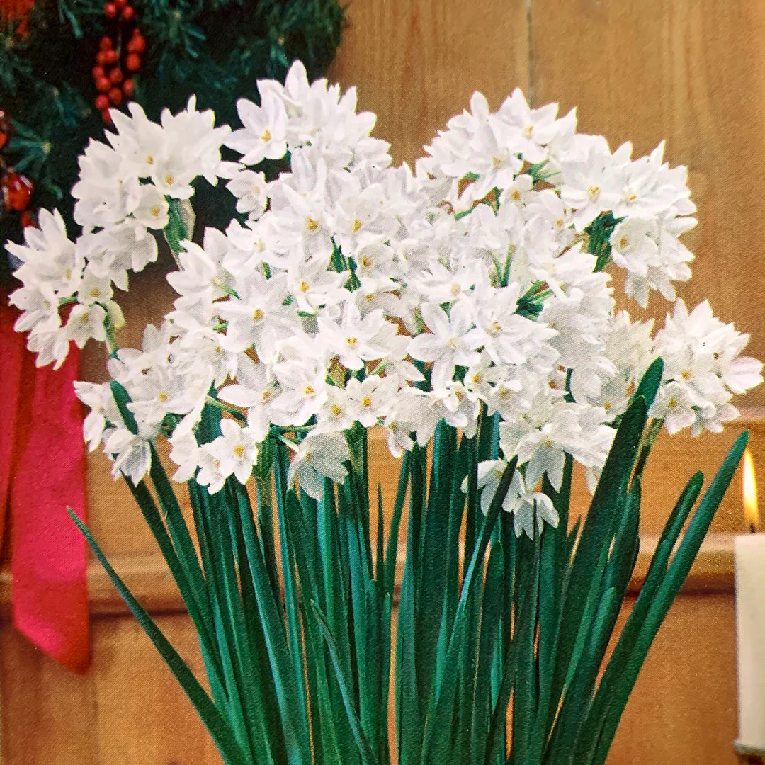 Paperwhite Narcissus Bulbs - Ziva