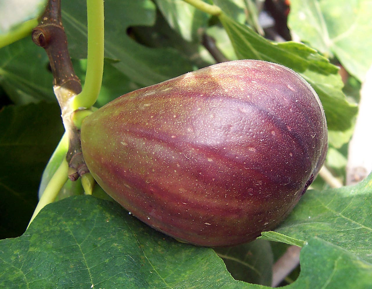 Ficus Neverella Fig Seeds