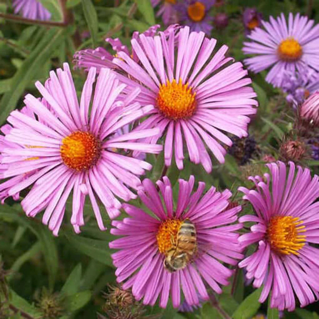 Semi Aster Rainbow Perennial Flowering Seeds For Planting