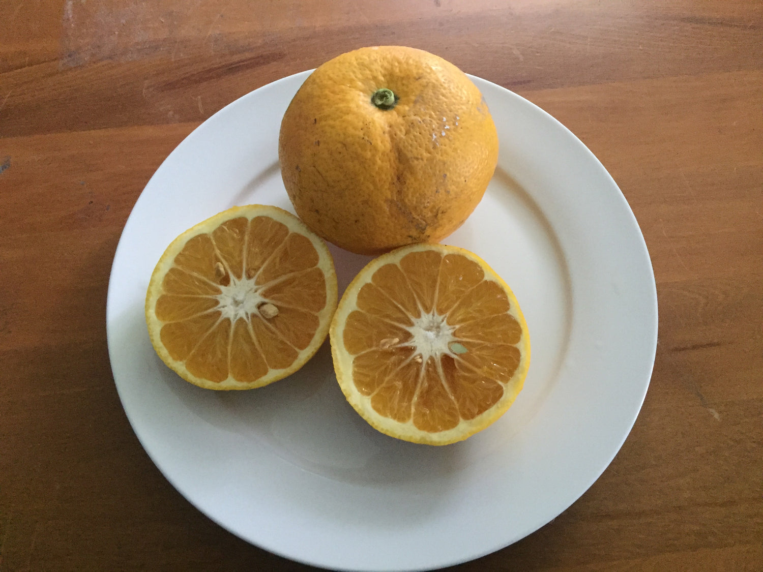 Poorman Orange (Citrus reticulata) – Sweet, Easy-to-Peel Tangerine Variety