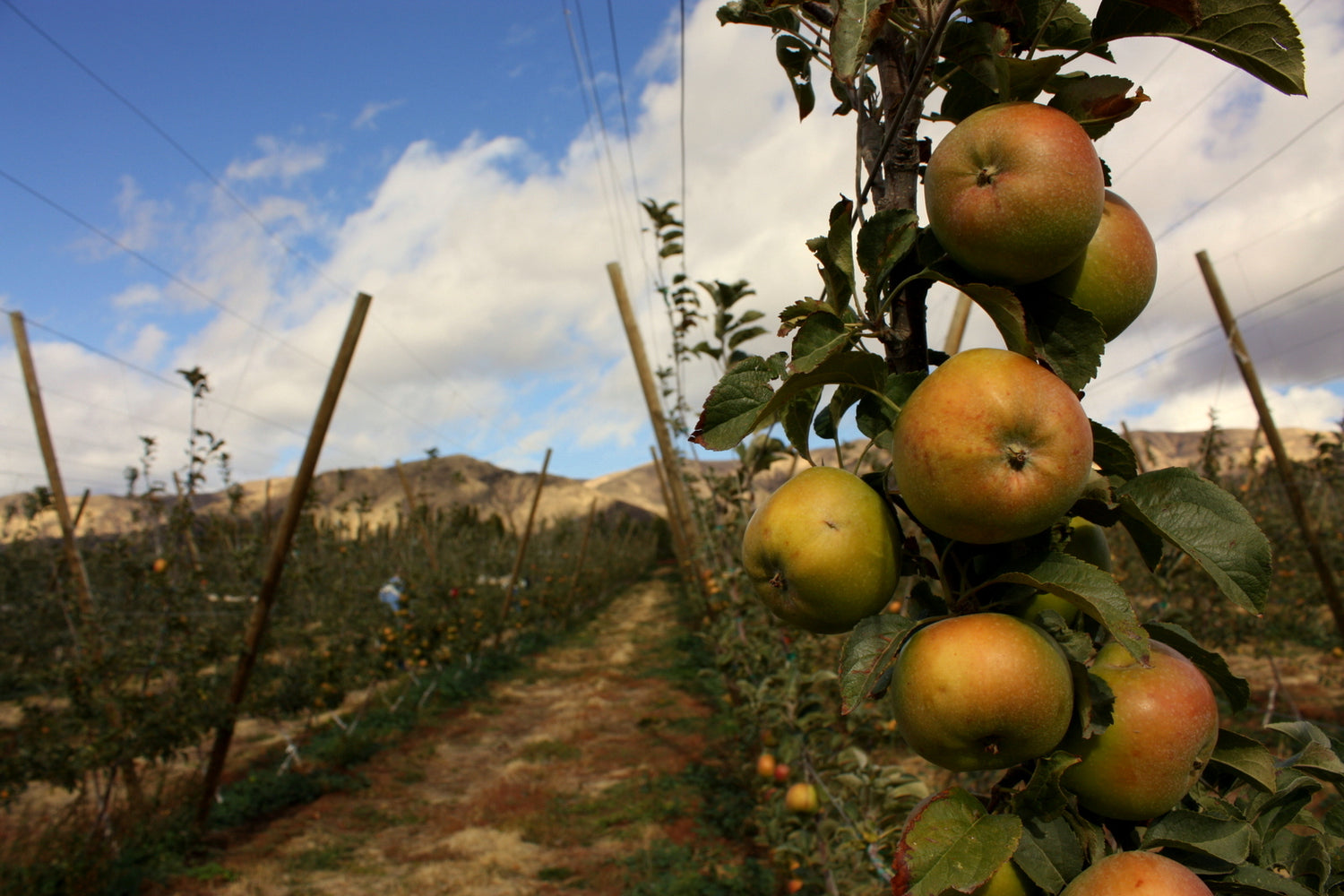 Newton Pippin Apple (Malus domestica) Seeds