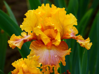 Nice Job Tall Bearded Iris