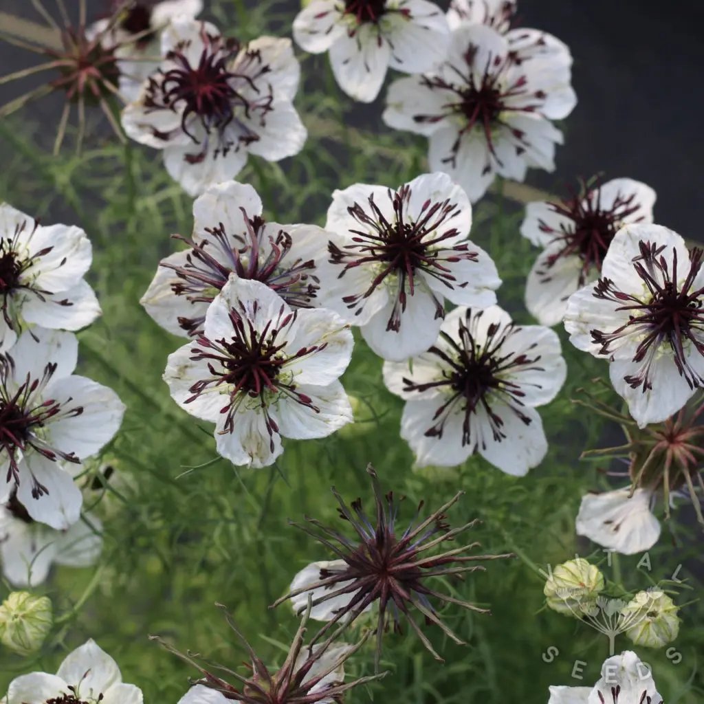 White Nigella African Flower Seeds for Planting - NON GMO Seeds seeds for planting in home garden