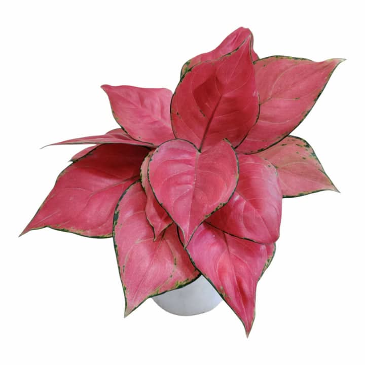 Aglaonema Plant Seeds for Planting – Decorative Low-Light Foliage for Indoor Gardens