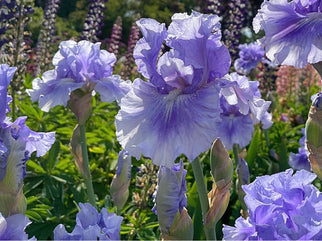 No Count Blues Tall Bearded Iris