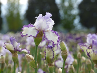 Noble Offspring Tall Bearded Iris