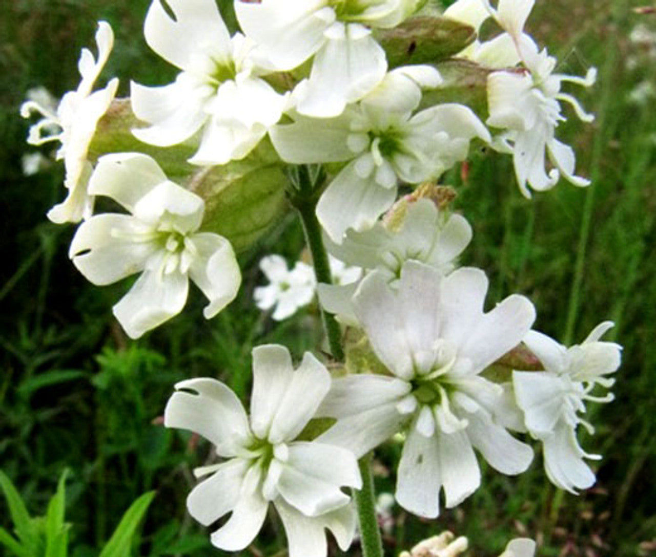 Catchfly Silene Pendula Snowdrop Flower Seeds for Planting