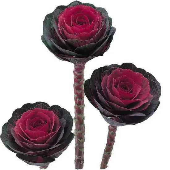 Non Edible Decorative Kale, Wedding Centerpieces Brassica Oleracea Var. Acephala Dc Cut Flower heirloom non-gmo organic garden seeds