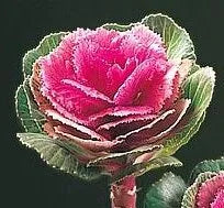 Non Edible Decorative Kale, Wedding Centerpieces Brassica Oleracea Var. Acephala Dc Cut Flower – Heirloom, Non-GMO, High Germination Organic Garden Seeds
