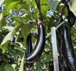 Non Gmo High Quality Eggplant For Abundant Harvests heirloom non-gmo organic garden seeds