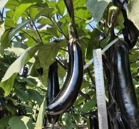 Non Gmo High Quality Eggplant For Abundant Harvests heirloom non-gmo organic garden seeds