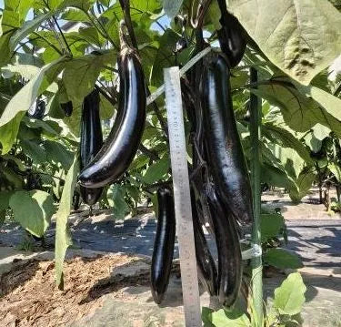 Non Gmo High Quality Eggplant For Abundant Harvests – Heirloom, Non-GMO, High Germination Organic Garden Seeds