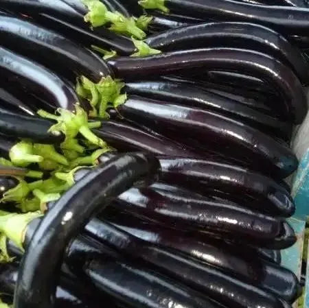Non Gmo Hybrid Eggplant For Sustainable Sowing And Cultivation heirloom non-gmo organic garden seeds