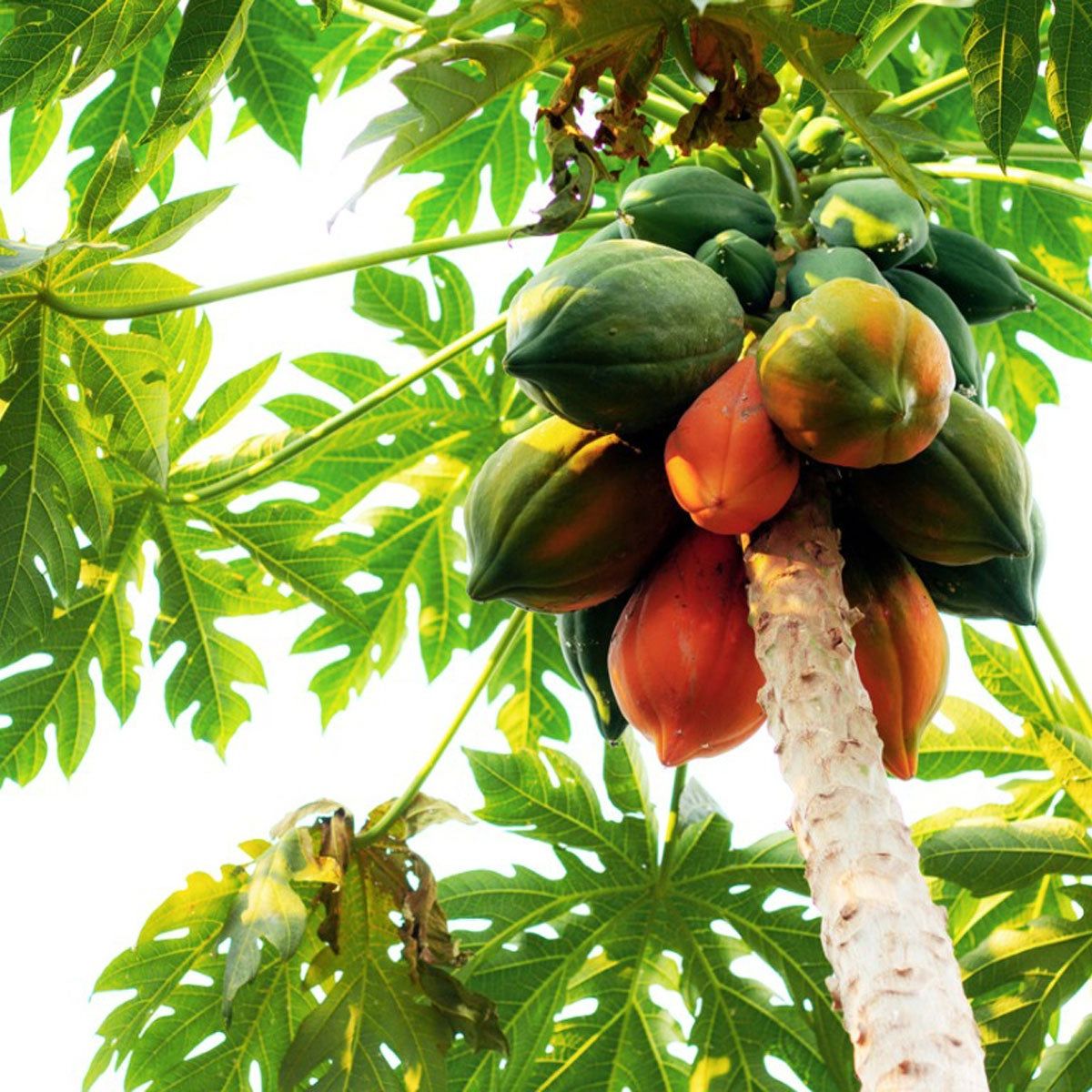 Non-GMO Papaya seeds, best for growing organic fruit at home.