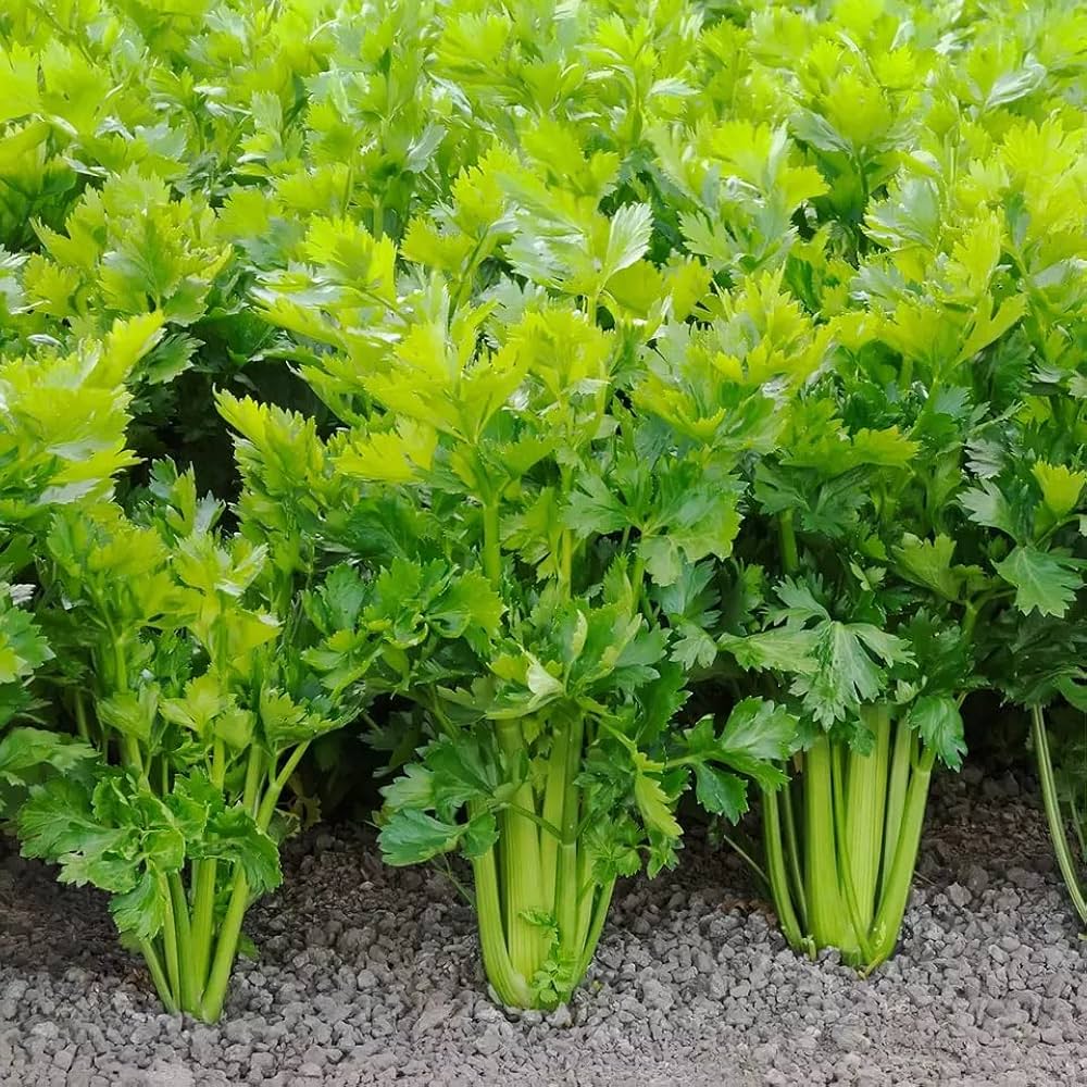 Non-GMO Celery seeds_surface_sowing_planting_tip