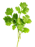 Non-GMO herb seeds growing in full sun