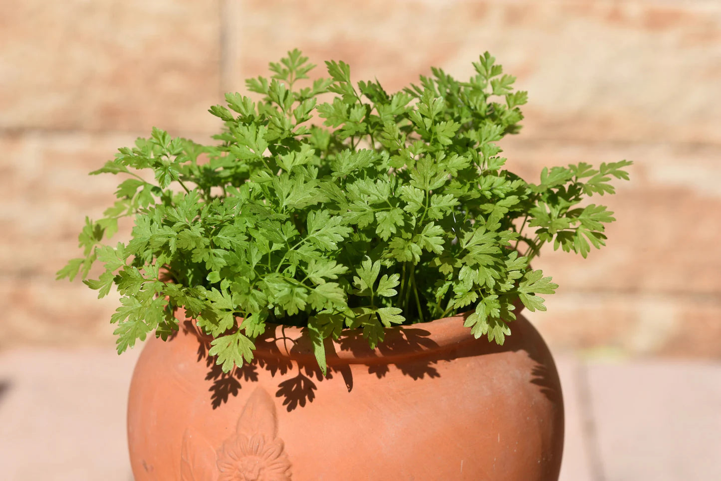 Planting instructions for Non-GMO Chervil seeds