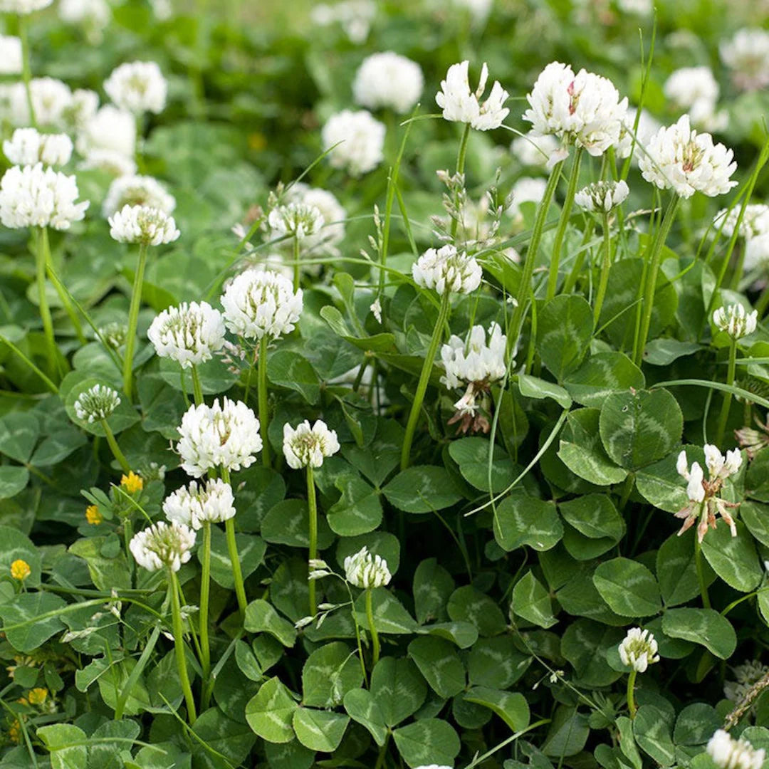 Planting instructions for Non-GMO Trifolium Repens Clover seeds