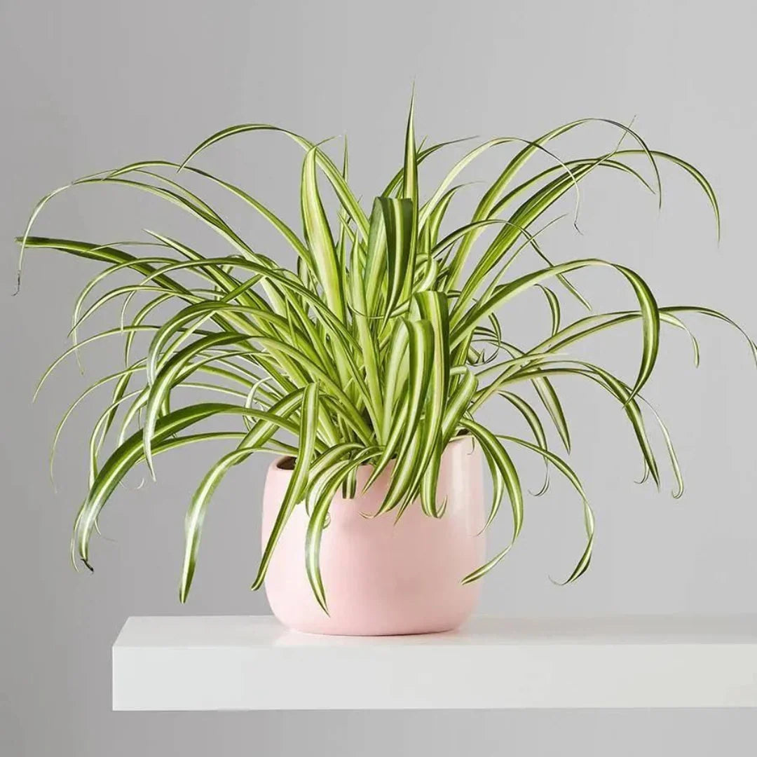 do spider plants have seeds Chlorophytum comosum Flower Seeds
