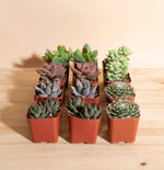 Planting instructions for Non-GMO Succulent Mixed Species seeds